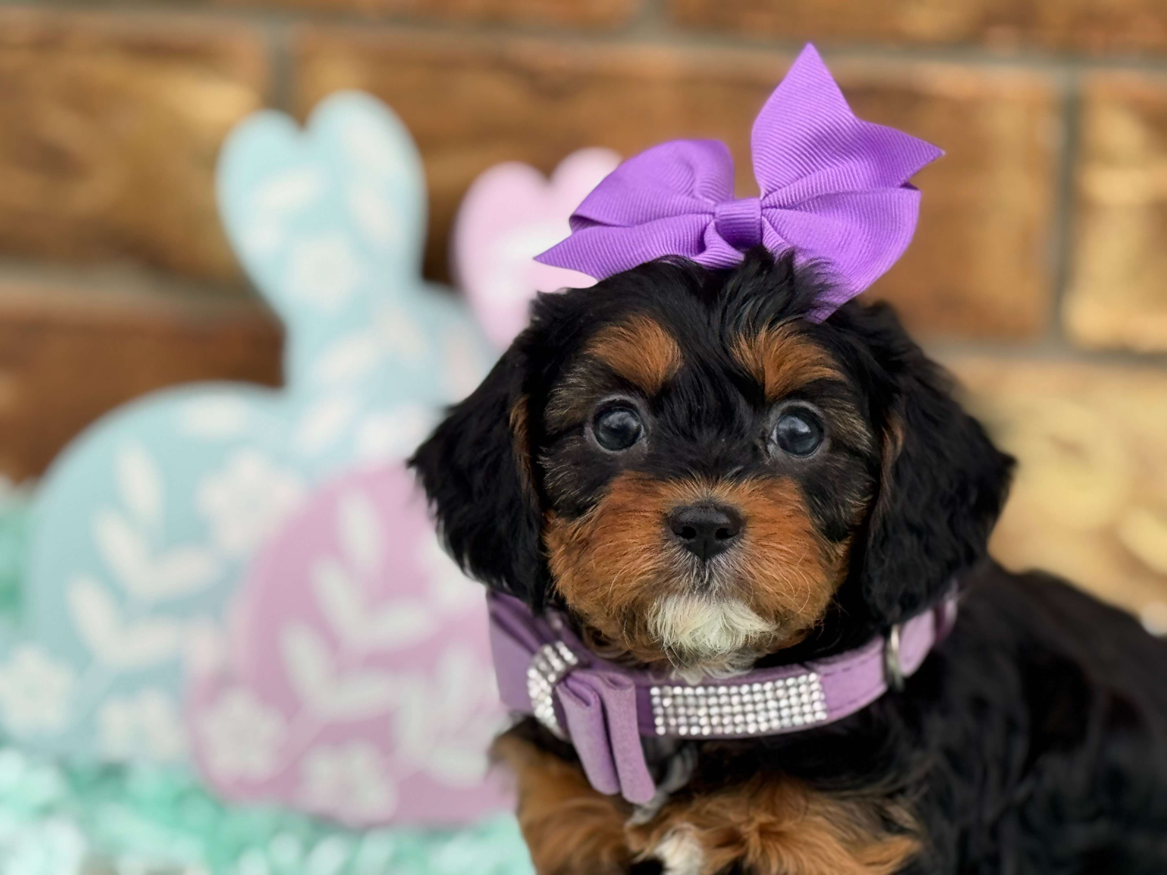 Cachorro Cavapoo