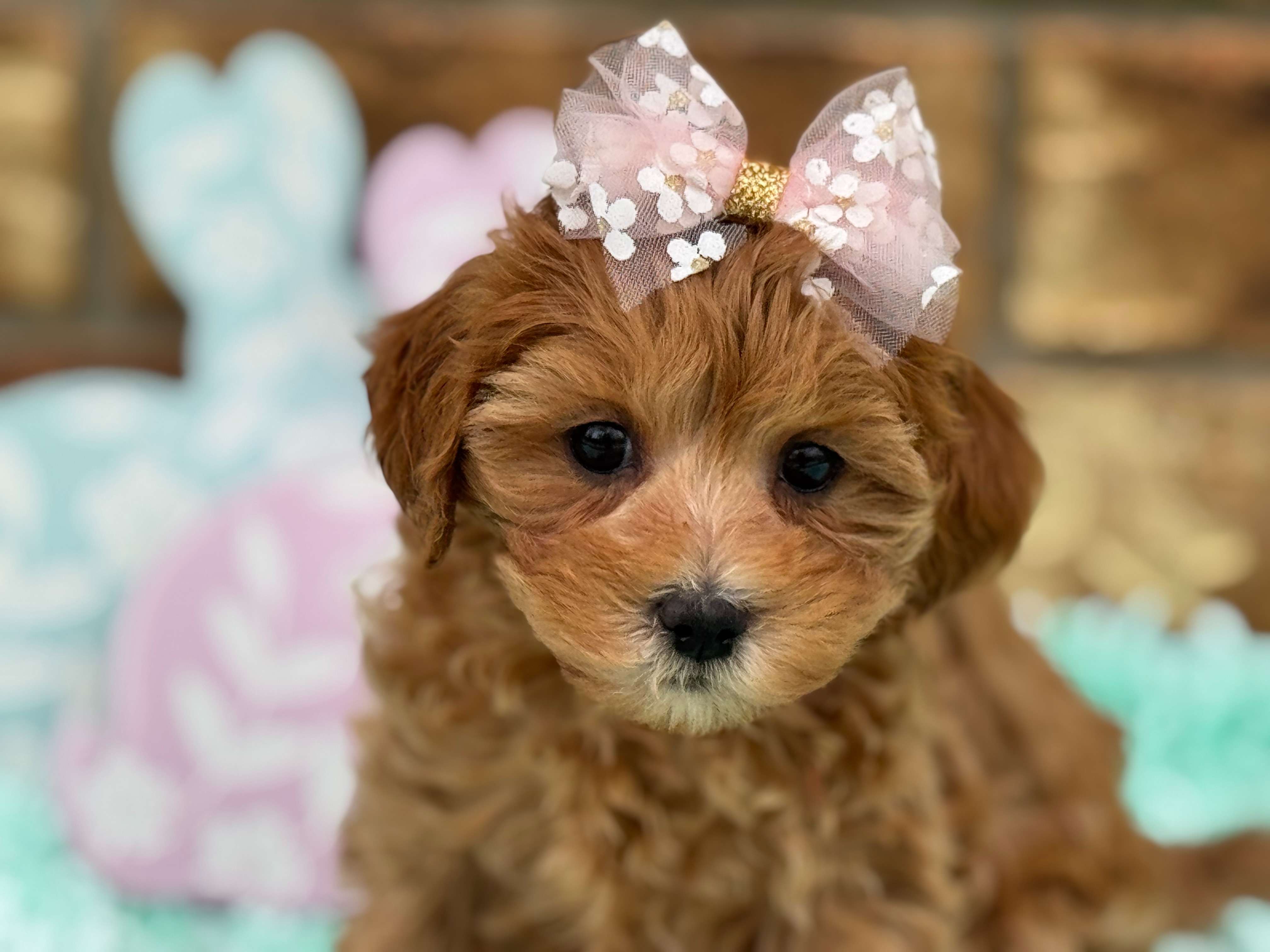 Cachorro Cavapoo de Encanto de Cuatro Patas
