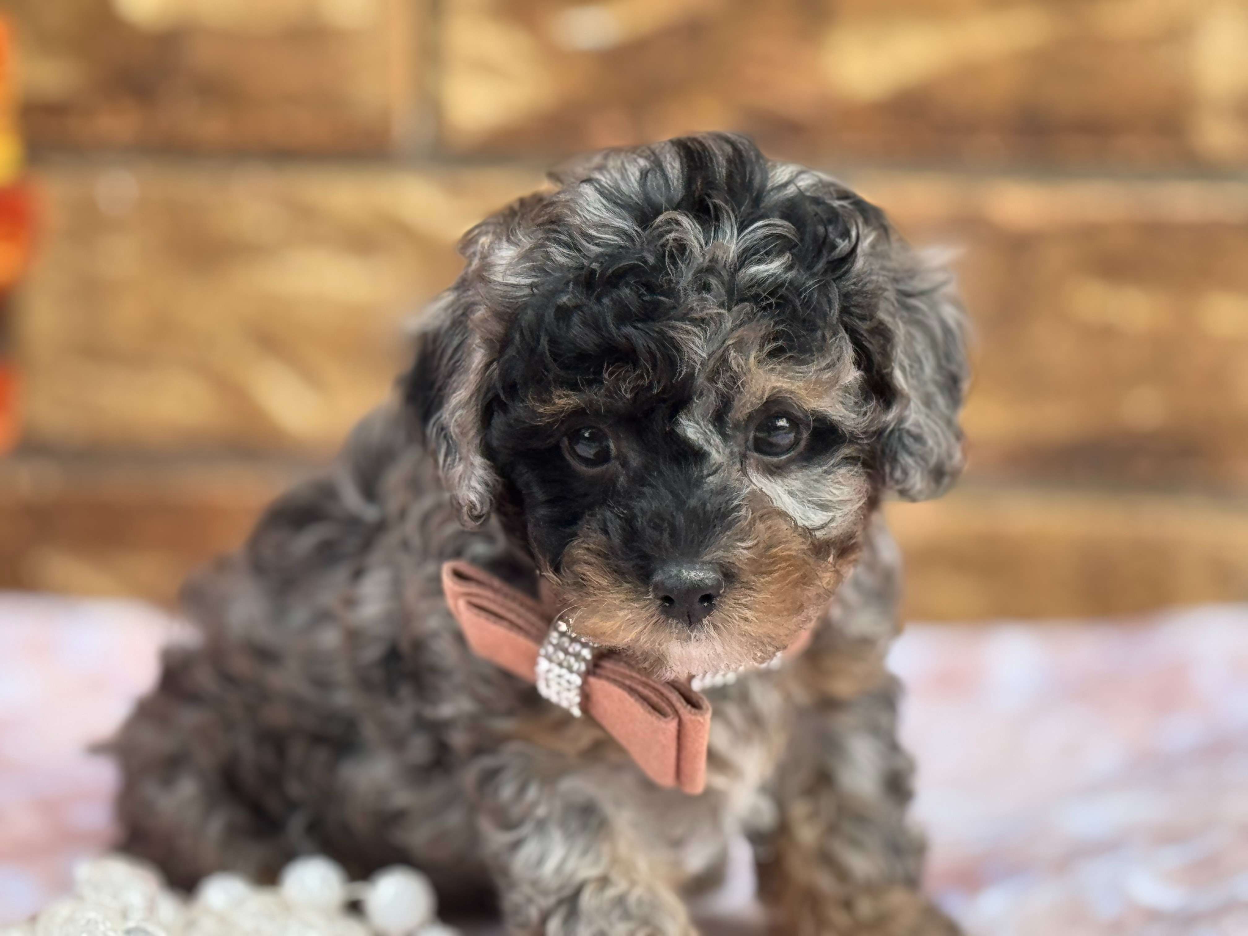 Cachorro Cavapoo buscando familia