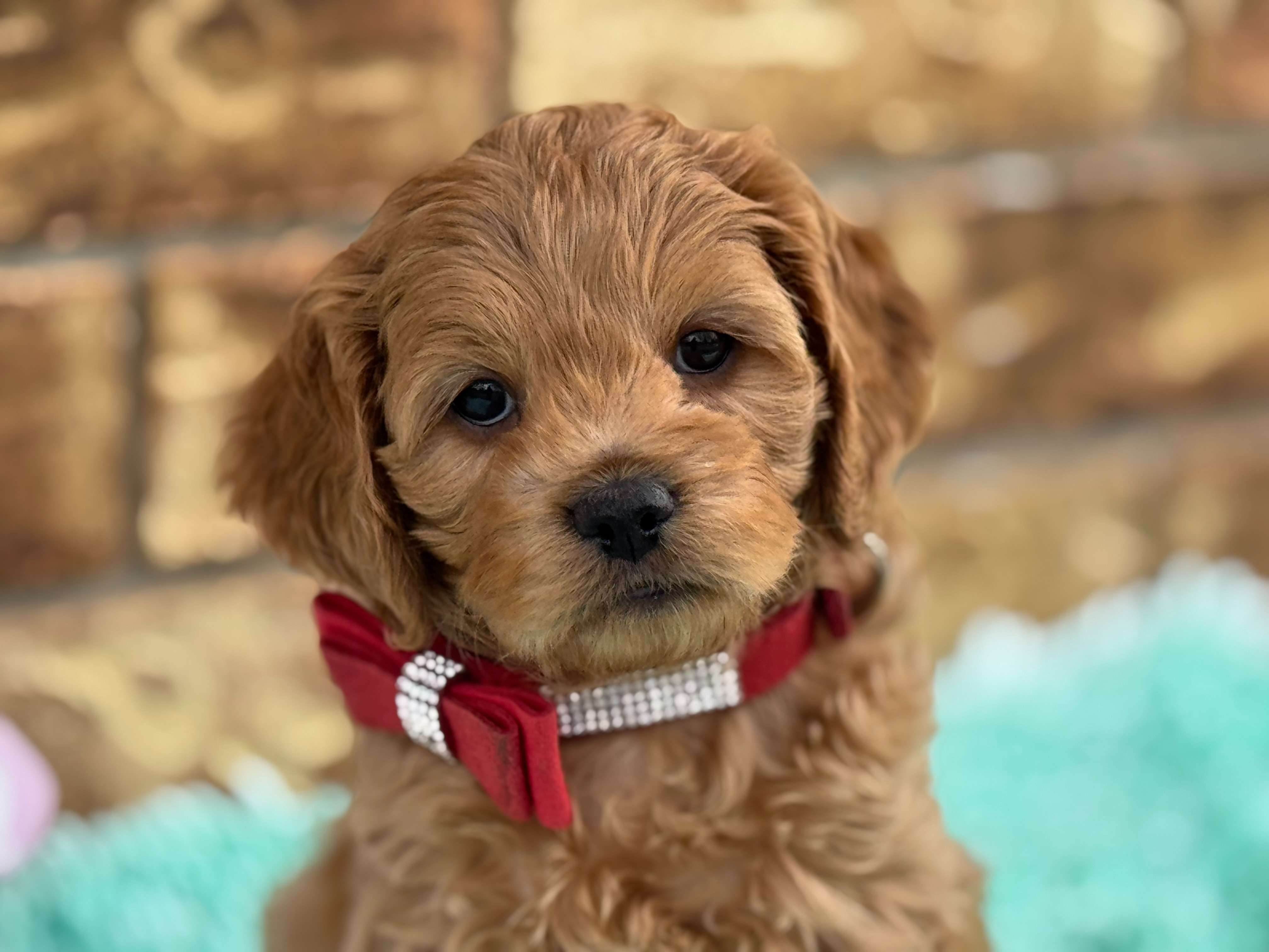 Cavapoo