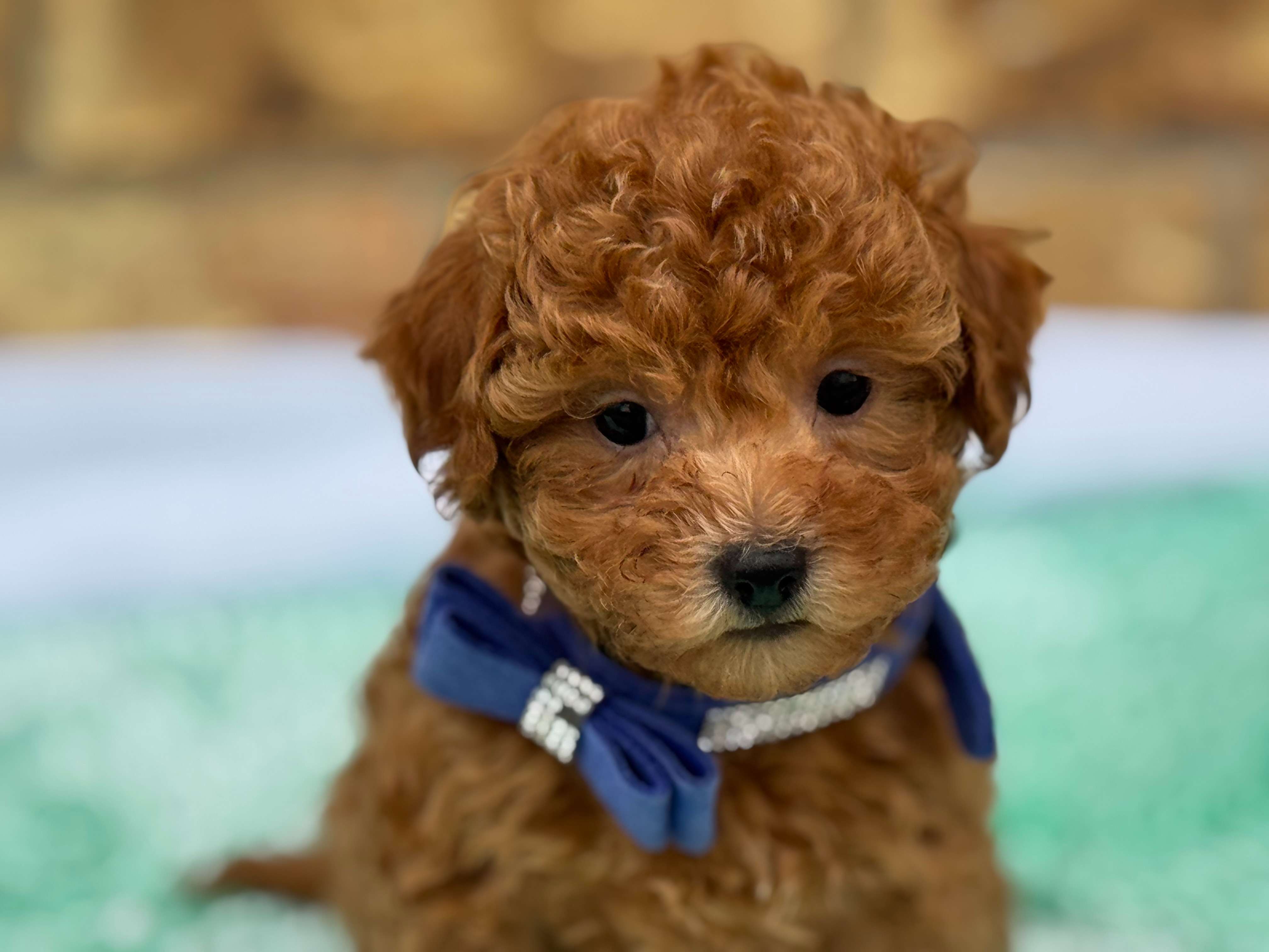 Charlie, cachorro Maltipoo