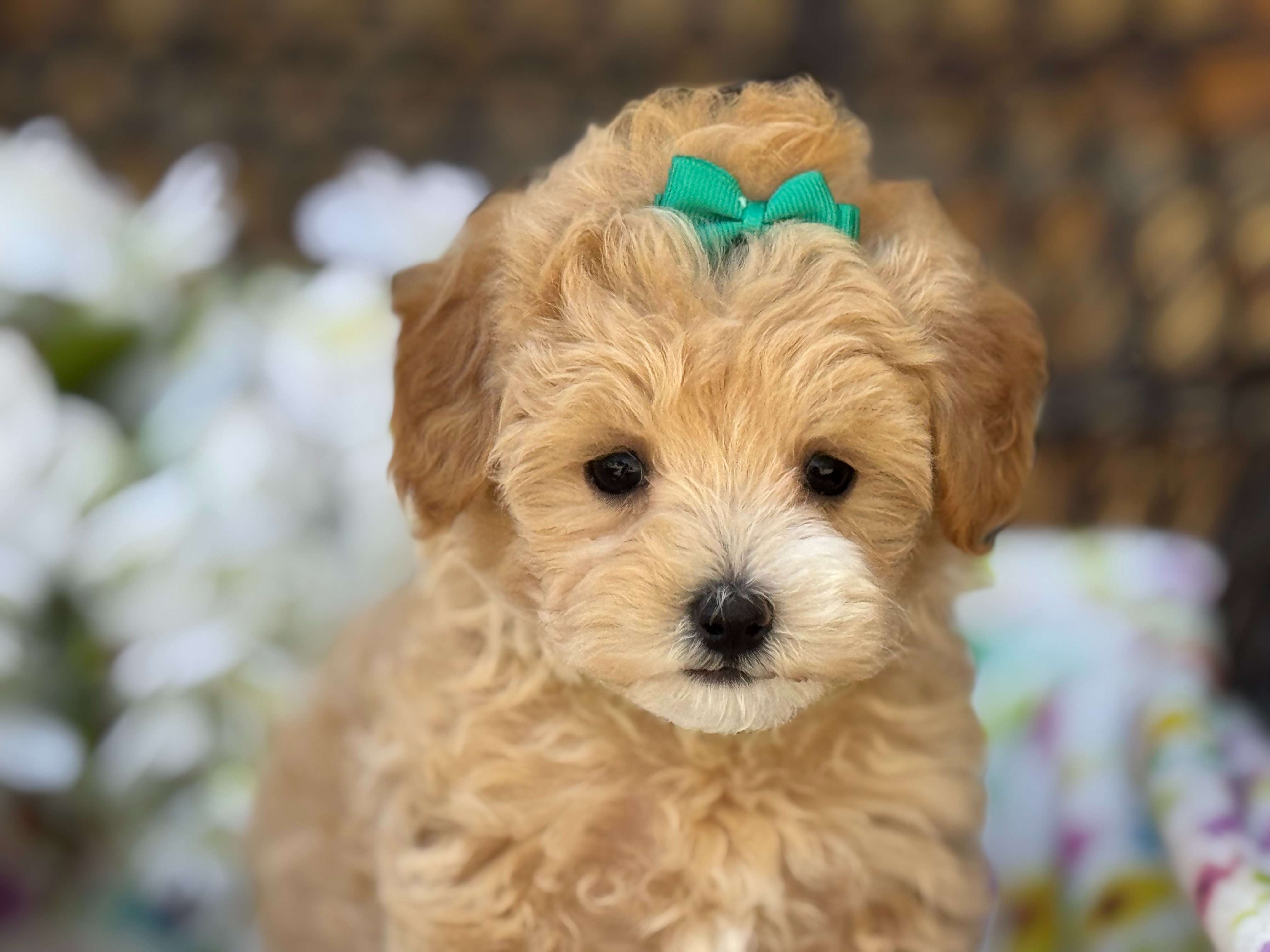Cachorro Maltipoo adorable