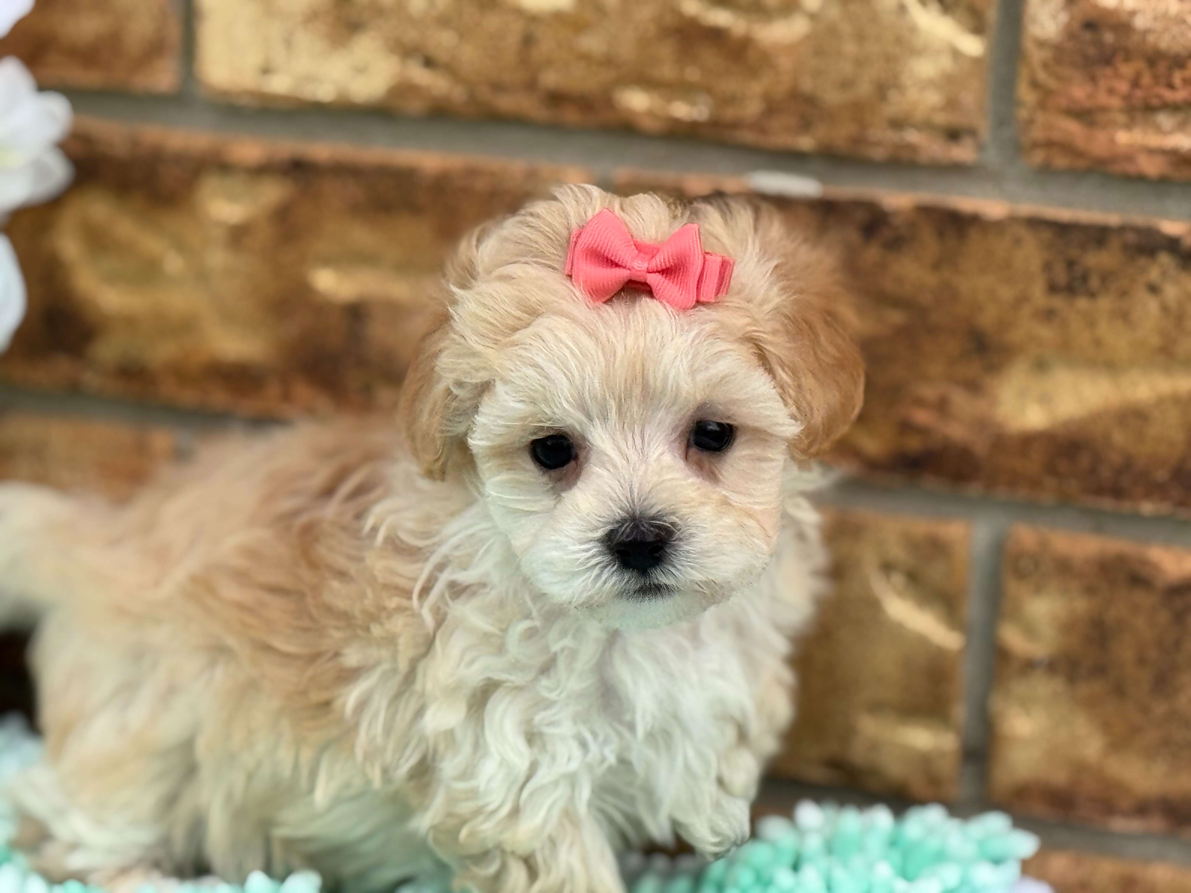 Maltipoo