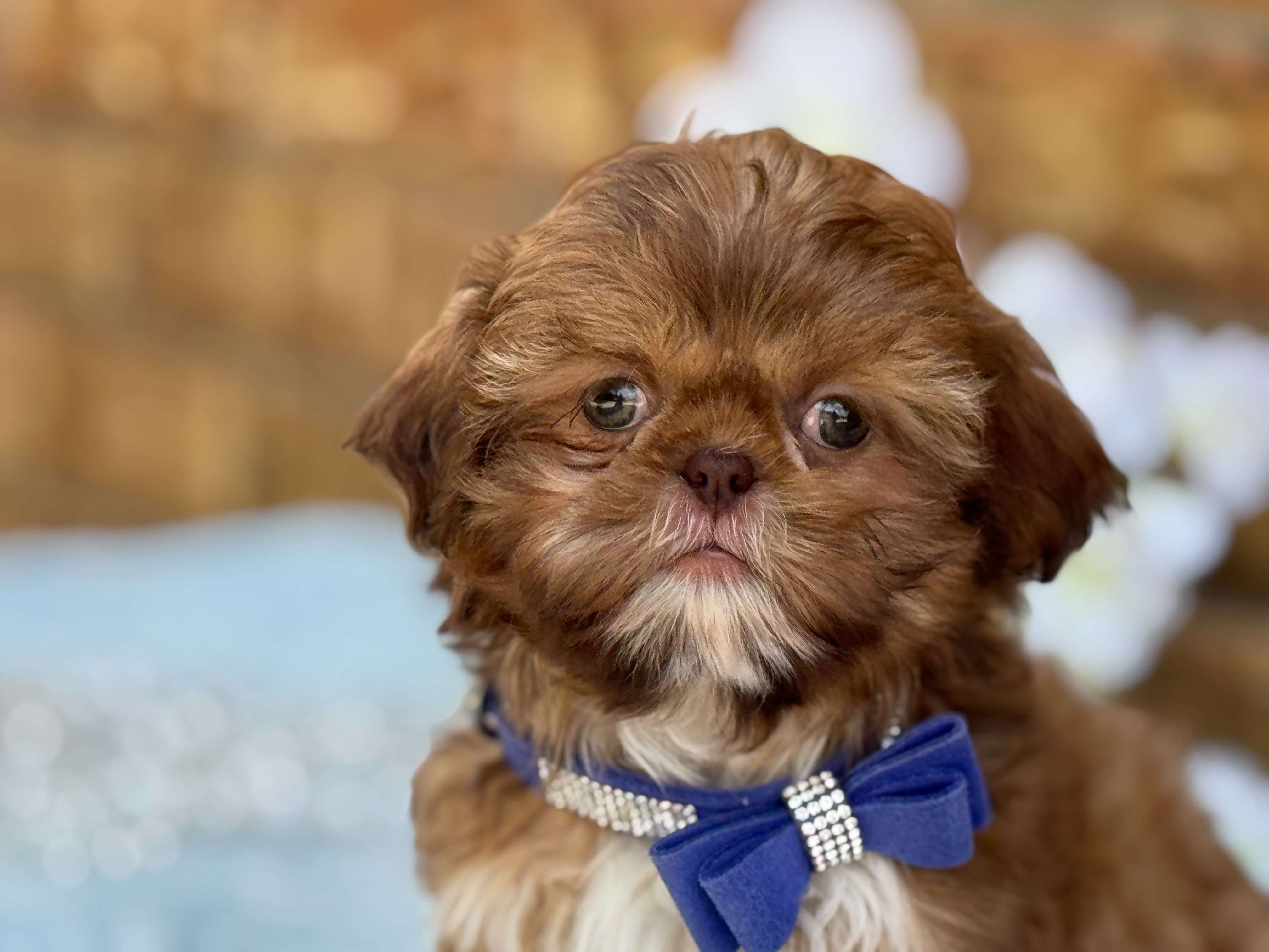 Scooter, cachorro Shihpoo