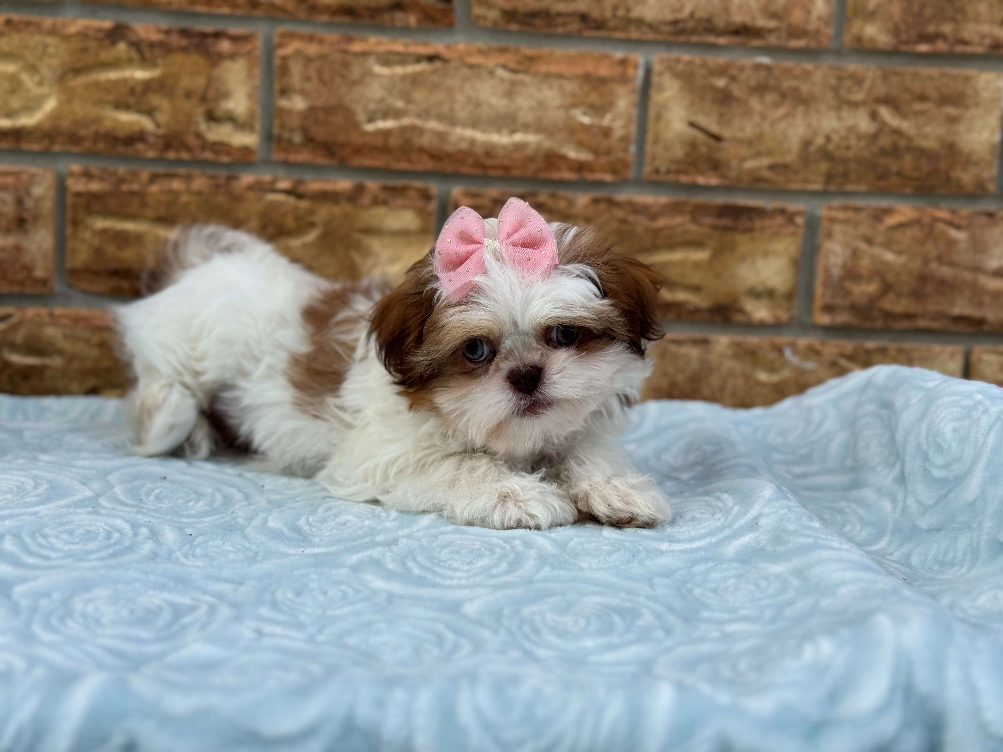 Cachorro Shihpoo listo para un hogar